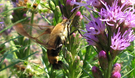 Sphinx colibri (Hemaris thysbe)